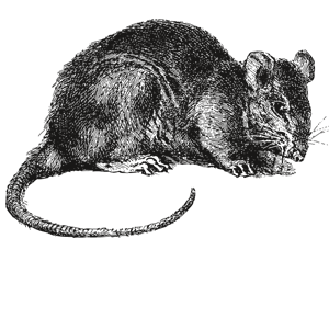 Bild Ratte